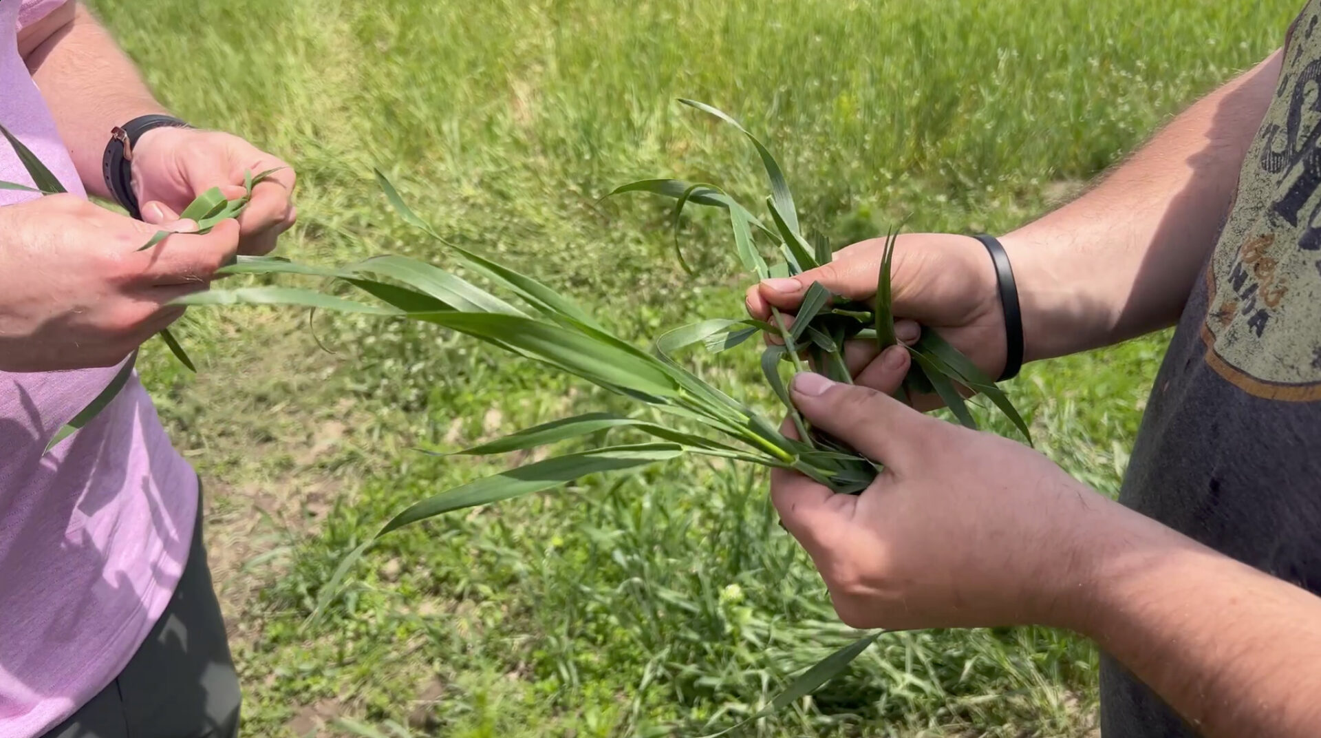 Two people standing in a grassy field examine green plants closely, holding long leaves of the finest wheatgrass in their hands. Only their hands and part of their torsos are visible.
