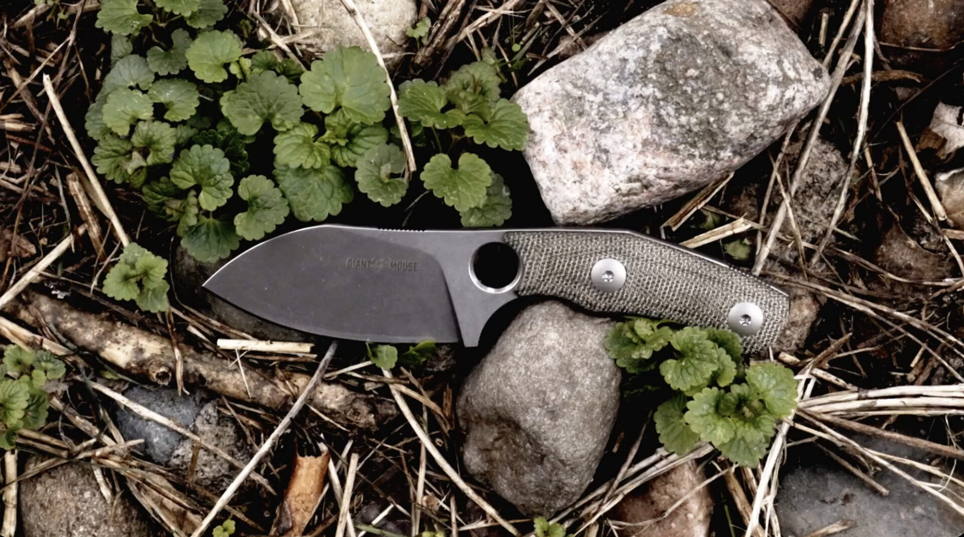 A black-handled GiantMouse folding knife lies on stones and dried twigs, surrounded by small green leaves and plants growing in the ground.